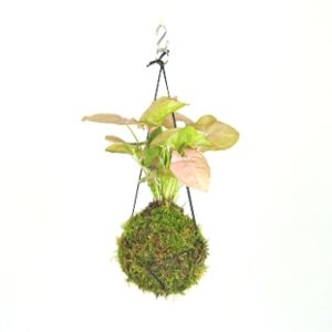Gardners.cz Kokedama Syngonium Pink (Neon), malá