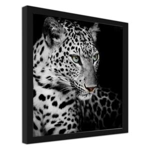 CARO Obraz v rámu - Leopard 20x20 cm Černá