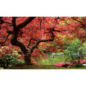 Fototapeta vliesová: Kvetoucí strom - 416x254 cm