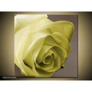 Obraz nazelenalé růže (F002592F3030)