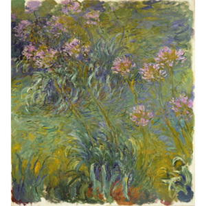 Obraz, Reprodukce - Agapanthus, 1914-26, Claude Monet