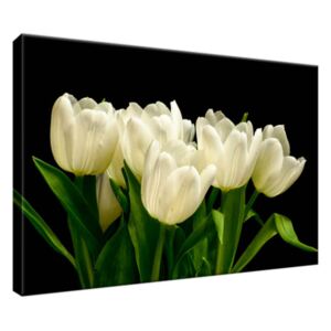 Obraz na plátně Bílé tulipány - Mark Freeth 30x20cm 1601A_1T