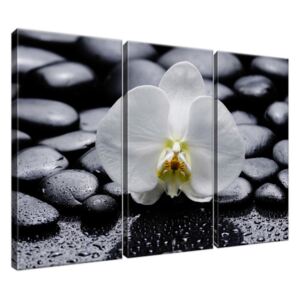 Obraz na plátně Tajemná orchidej a černé kameny 90x60cm 1708A_3J