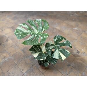 Monstera deliciosa variegata Thai Constellation, průměr 15 cm