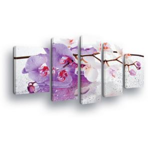 Obraz na plátně - Fialovo-bílé Orchideje 2 x 40x60 / 2 x 30x80 / 1 x 30x100 cm