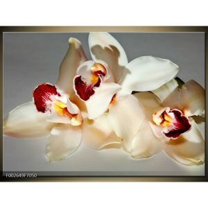 Obraz orchidejí s barevným středem (F002649F7050)