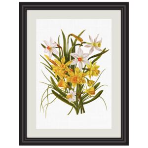 Obrázek kytice narcisů A4 (210 x 297 mm): A4