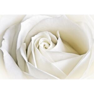 Postershop Obraz na plátně: Bílá růže (2) - 75x100 cm