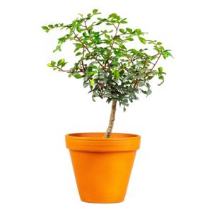 Pistacia lentiscus, průměr 12 cm řečík lentišek, pistácia mastixová