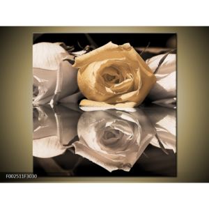 Obraz žluté růže v odrazu (F002511F3030)