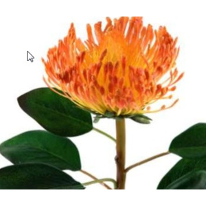 Animadecor Umělá květina - Africká protea oranžová