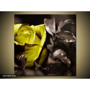 Obraz růže s žlutým květem (F002580F3030)