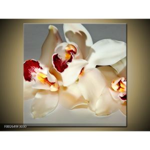 Obraz orchidejí s barevným středem (30x30 cm)
