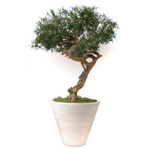ILA Umělý strom Olive Nidra Varianta: 220cm olivovník