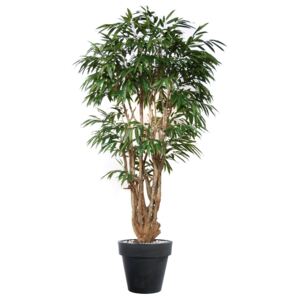 ILA Umělý strom Longifolia Malabar Lux (250cm)