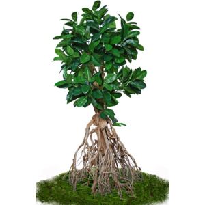 ILA Umělý strom Fikus Elastica Root Giant (260cm)