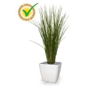 ILA Umělá rostlina Honey Grass (80cm) tráva