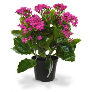 MF Umělá rostlina Kalanchoe v květináči (30cm) - lila