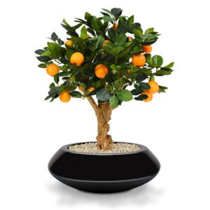MF Umělý strom Pomerančovník bonsai (65cm)