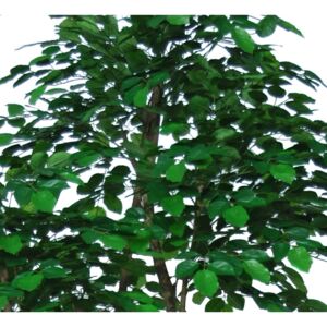 ILA Umělý strom Beech Florida (300cm) Barva listů: zelená