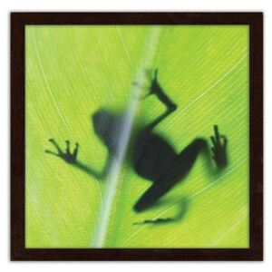 CARO Obraz v rámu - Frog On A Green Leaf 40x40 cm Hnědá