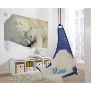 Komar Fototapeta - Komar Polar Bears