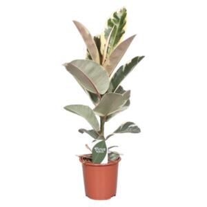 Ficus elastica Tineke, průměr 17 cm