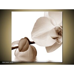 Krásný obraz bílé orchideje (F001900F3030)