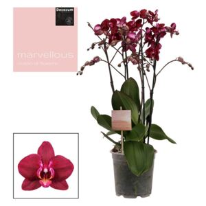 Phalaenopsis Marvellous red - ø17cm