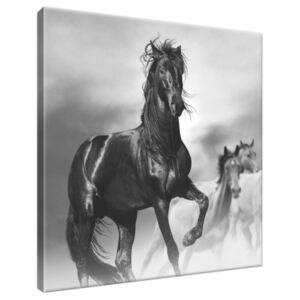 Obraz na plátně Pozorný černý kůň 30x30cm 2501A_1AI