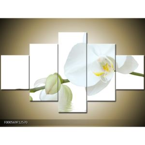 Obraz bílé orchideje (F000569F12570)