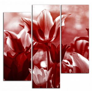 Červené tulipány C4384DS
