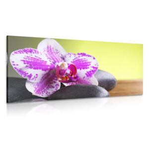 Obraz orchidej a černé kameny