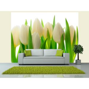 Murando DeLuxe Fototapeta bílé tulipány Rozměry (š x v) a Typ: 150x105 cm - vliesové