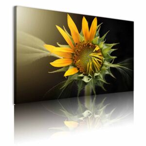 Obraz květ slunečnice + háčky, hřebíčky, čistící hadřík ZDARMA Velikost (šířka x výška): 60x40 cm