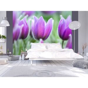 Murando DeLuxe Tapeta fialové jarní tulipány Rozměry (š x v) a Typ: 150x105 cm - vliesové
