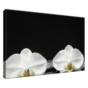 Obraz na plátně Bílá orchidej a černý kámen 30x20cm 1709A_1T