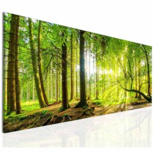InSmile ® Obraz slunce v lese Velikost (šířka x výška): 70x30 cm