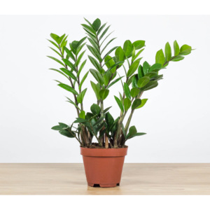 Rozvoz květin: Zamioculcas - 35cm | ø12cm - Rakovník