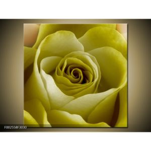Obraz krásného květu žluté růže (F002558F3030)