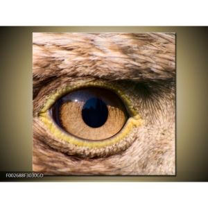 Obraz oka dravce (F002688F3030GD)
