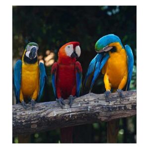 Vliesové fototapety na zeď Barevní papoušci Ara | MS-3-0223 | 225x250 cm