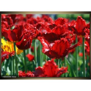 Obraz červených květin (F002654F7050)