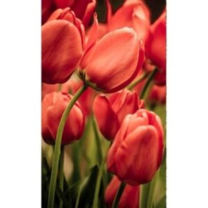 Fototapeta - Červené tulipány + zdarma lepidlo - 150x250