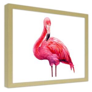 CARO Obraz v rámu - A Realistic Illustration Of A Pink Flamingo 40x30 cm Přírodní