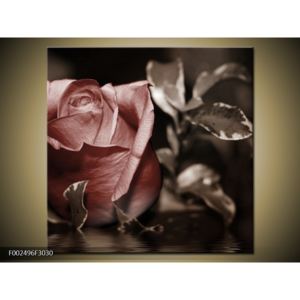 Obraz květu červené řůže (F002496F3030)