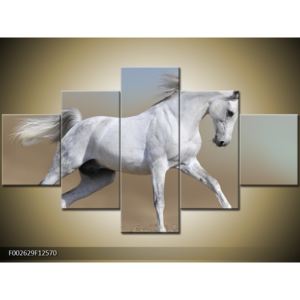 Obraz bílého koně v pohybu (F002629F12570)