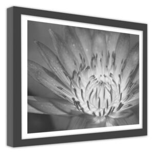 CARO Obraz v rámu - Lotus Flower 2 50x40 cm Černá