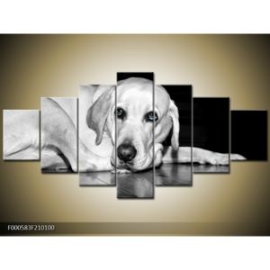 Obraz psa - labrador (F000583F210100)