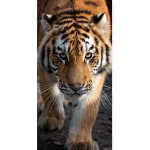 Carbotex osuška Tygr Bengálský 70x140 cm